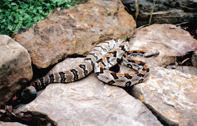 Timber Rattlesnake-Western AR.jpg [67 Kb]